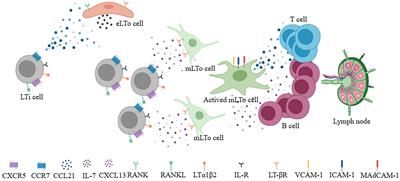 Tertiary lymphoid structures in autoimmune diseases